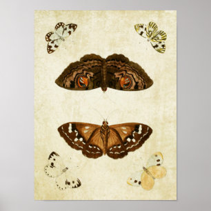 Impresión de mariposa vintage 171