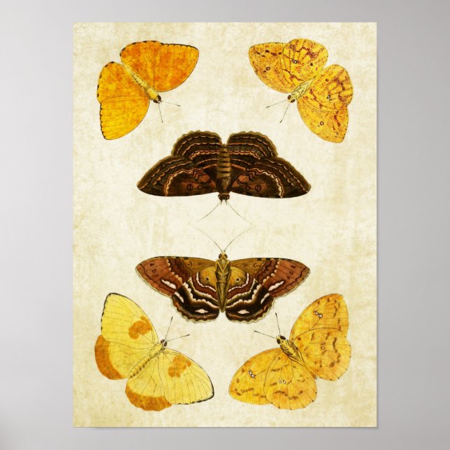 Impresión de mariposa vintage 173 (Frente)