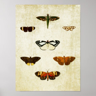 Impresión de mariposa vintage 178