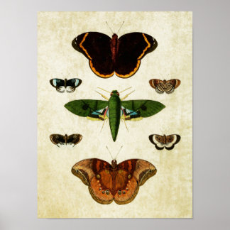 Impresión de mariposa vintage 184