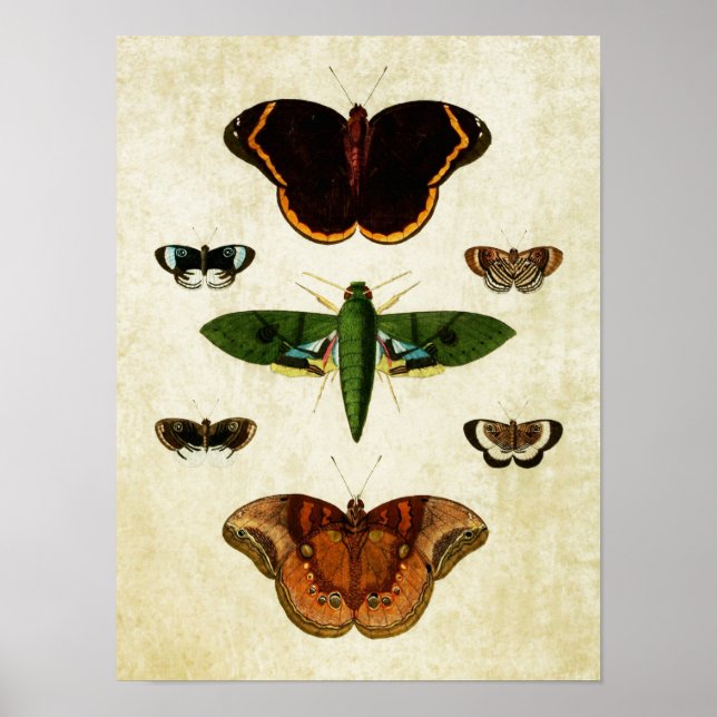 Impresión de mariposa vintage 184 (Frente)