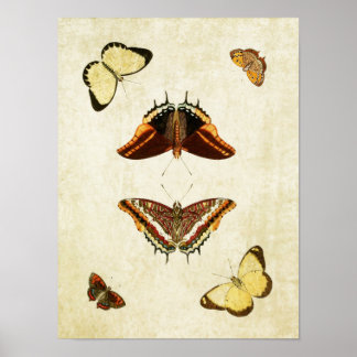 Impresión de mariposa vintage 186