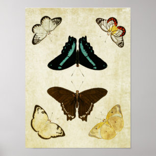 Impresión de mariposa vintage 187