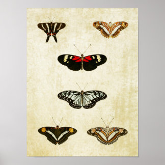 Impresión de mariposa vintage 188
