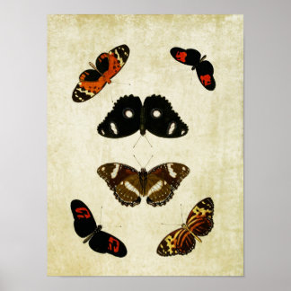 Impresión de mariposa vintage 190
