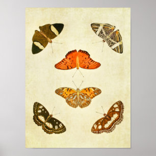 Impresión de mariposa vintage 212