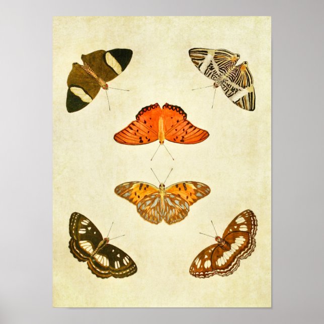 Impresión de mariposa vintage 212 (Frente)