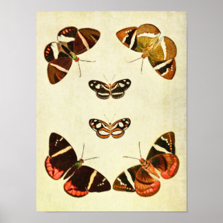 Impresión de mariposa vintage 223