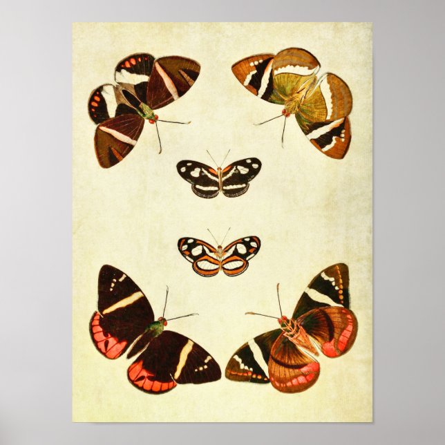 Impresión de mariposa vintage 223 (Frente)