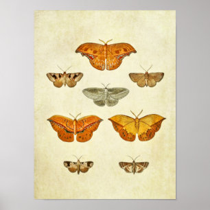 Impresión de mariposa vintage 272