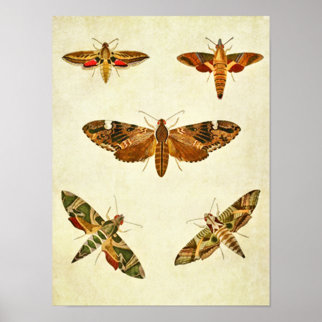 Impresión de mariposa vintage 285 (Frente)