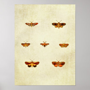 Impresión de mariposa vintage 312