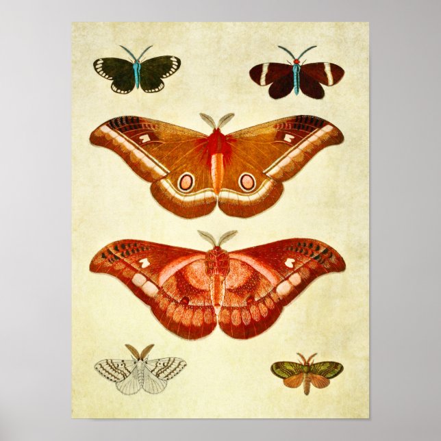 Impresión de mariposa vintage 322 (Frente)
