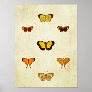 Impresión de mariposa vintage 331