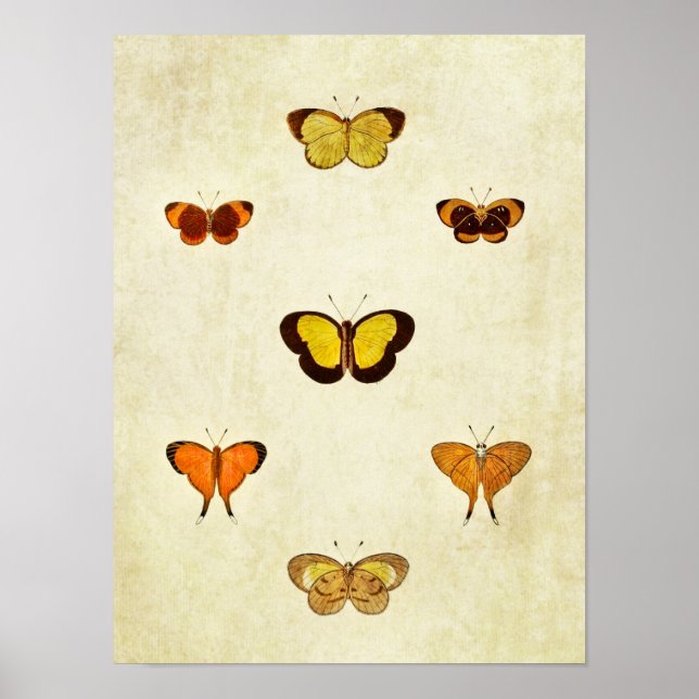 Impresión de mariposa vintage 331 (Frente)