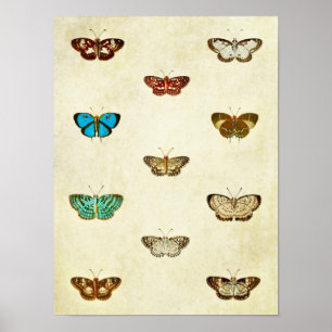 Impresión de mariposa vintage 334
