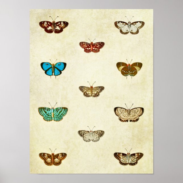 Impresión de mariposa vintage 334 (Frente)