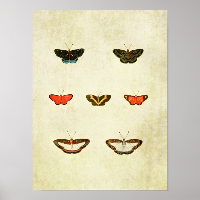 Impresión de mariposa vintage 335 (Frente)