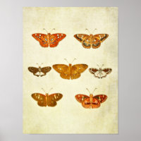 Impresión de mariposa vintage 342