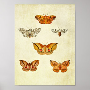 Impresión de mariposa vintage 344