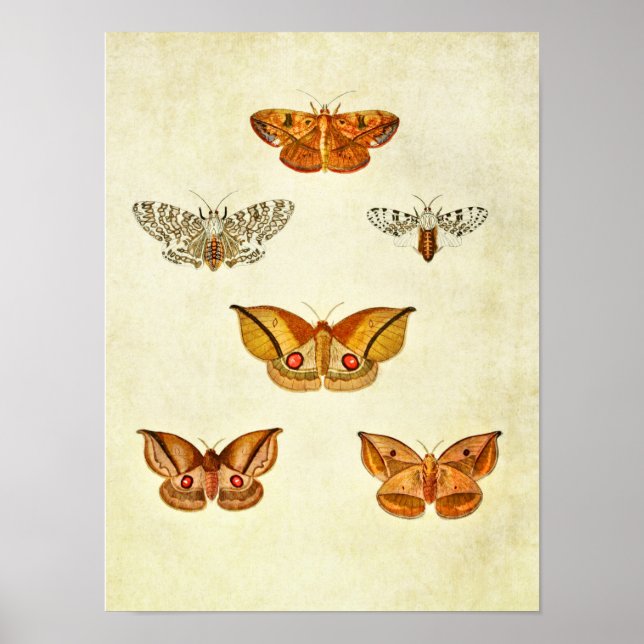 Impresión de mariposa vintage 344 (Frente)