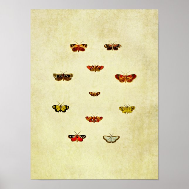 Impresión de mariposa vintage 348 (Frente)