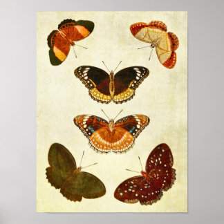Impresión de mariposa vintage 349