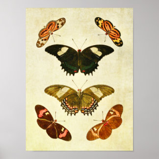 Impresión de mariposa vintage 350