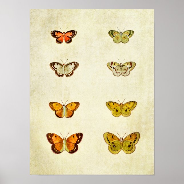 Impresión de mariposa vintage 351 (Frente)