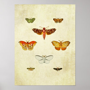 Impresión de mariposa vintage 355