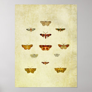 Impresión de mariposa vintage 357