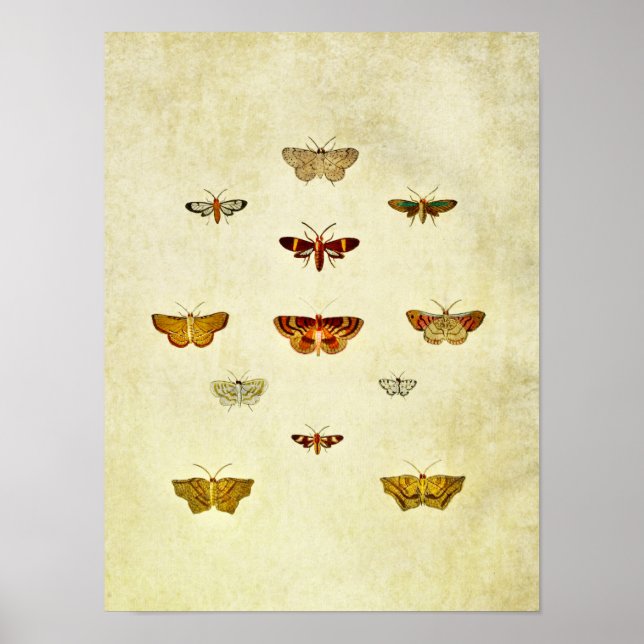 Impresión de mariposa vintage 357 (Frente)