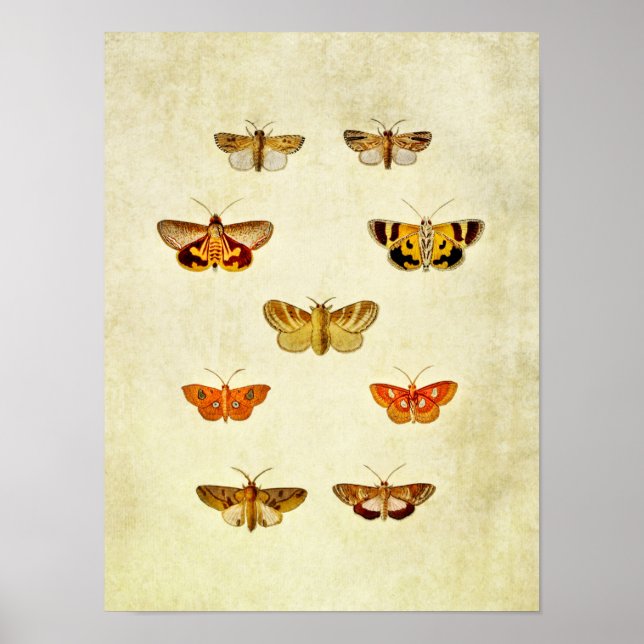 Impresión de mariposa vintage 358 (Frente)