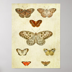 Impresión de mariposa vintage 362