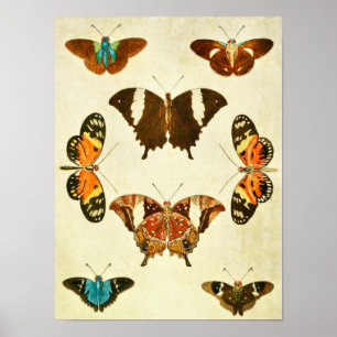 Impresión de mariposa vintage 364