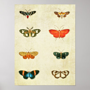 Impresión de mariposa vintage 368