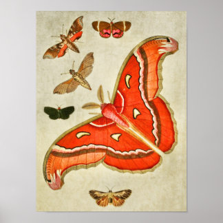 Impresión de mariposa vintage 381