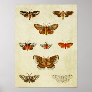 Impresión de mariposa vintage 383