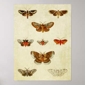Impresión de mariposa vintage 383