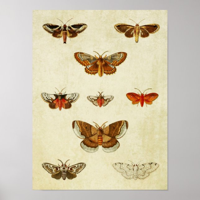 Impresión de mariposa vintage 383 (Frente)