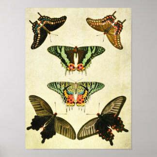 Impresión de mariposa vintage 385