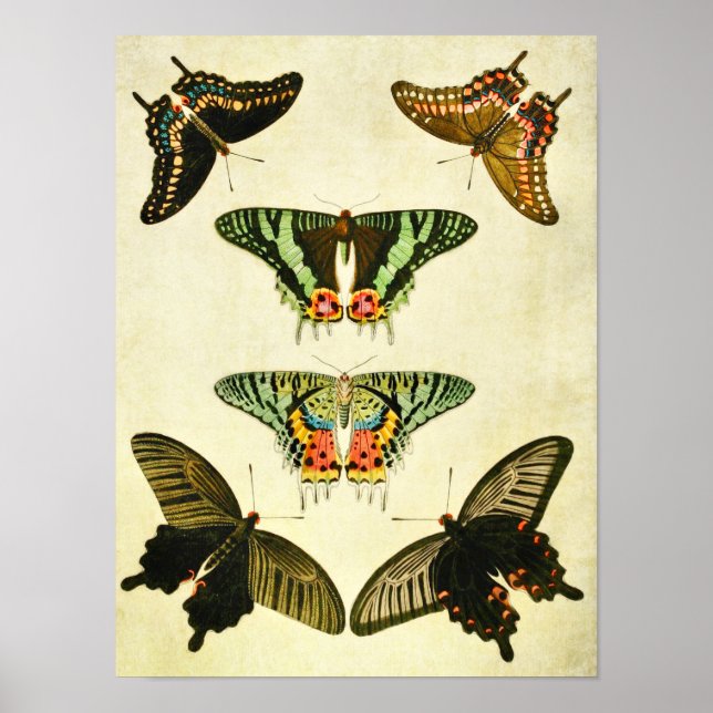 Impresión de mariposa vintage 385 (Frente)