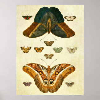 Impresión de mariposa vintage 390