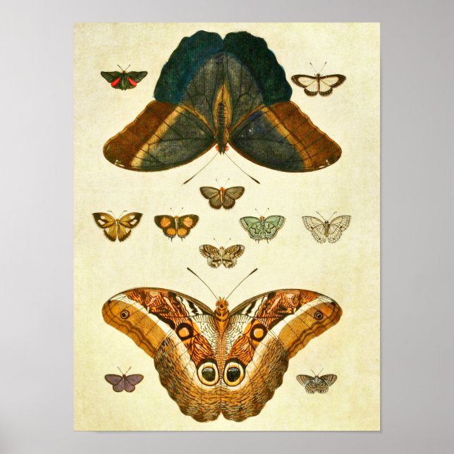 Impresión de mariposa vintage 390 (Frente)