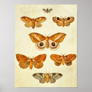 Impresión de mariposa vintage 395