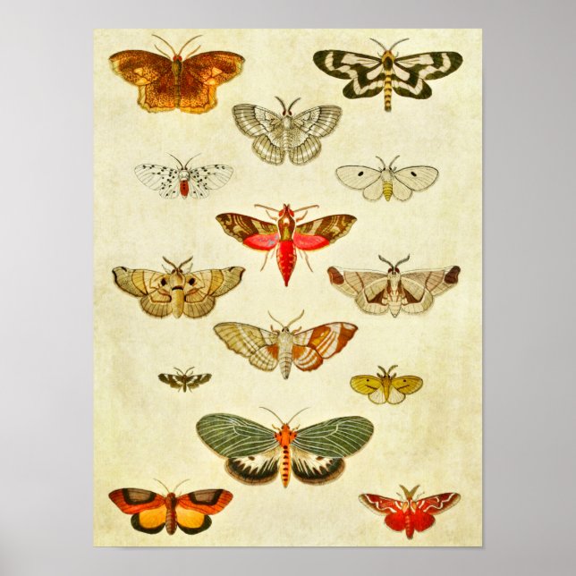 Impresión de mariposa vintage 398 (Frente)