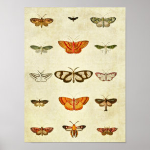 Impresión de mariposa vintage 400