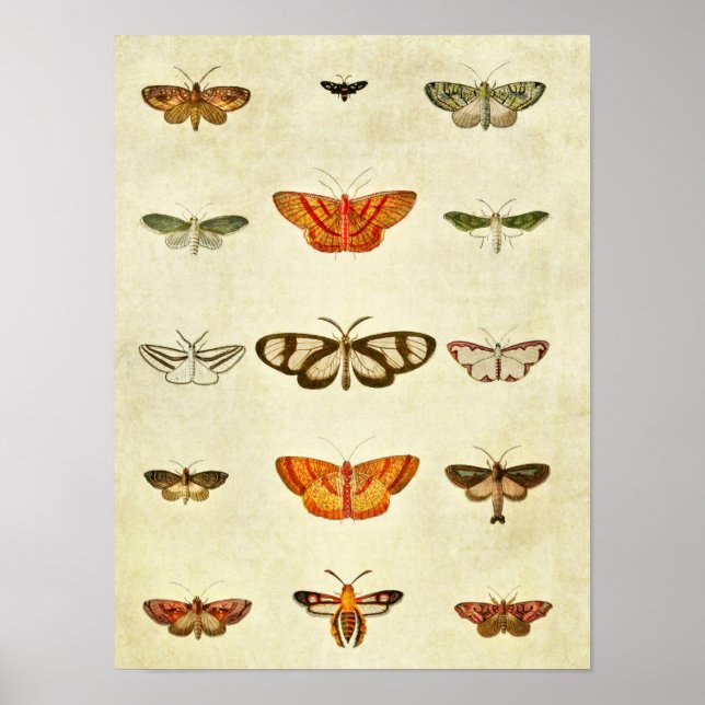 Impresión de mariposa vintage 400 (Frente)