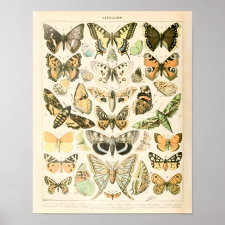 Impresión de mariposa vintage - Poster Adolphe Mil