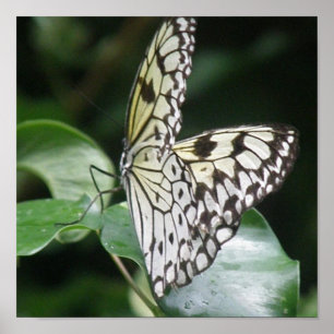 Impresión de mariposas blancas y negras